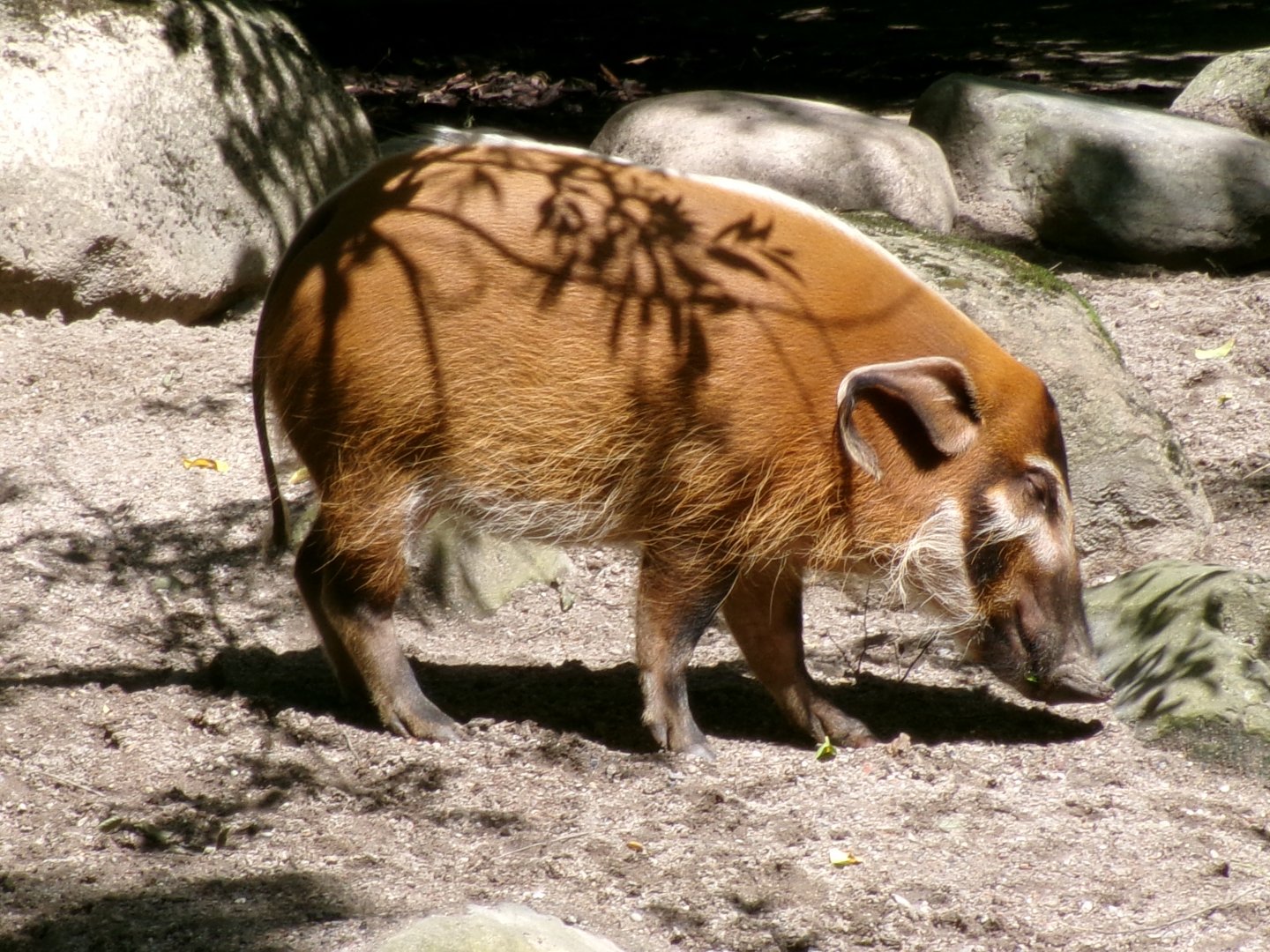 Red river hog