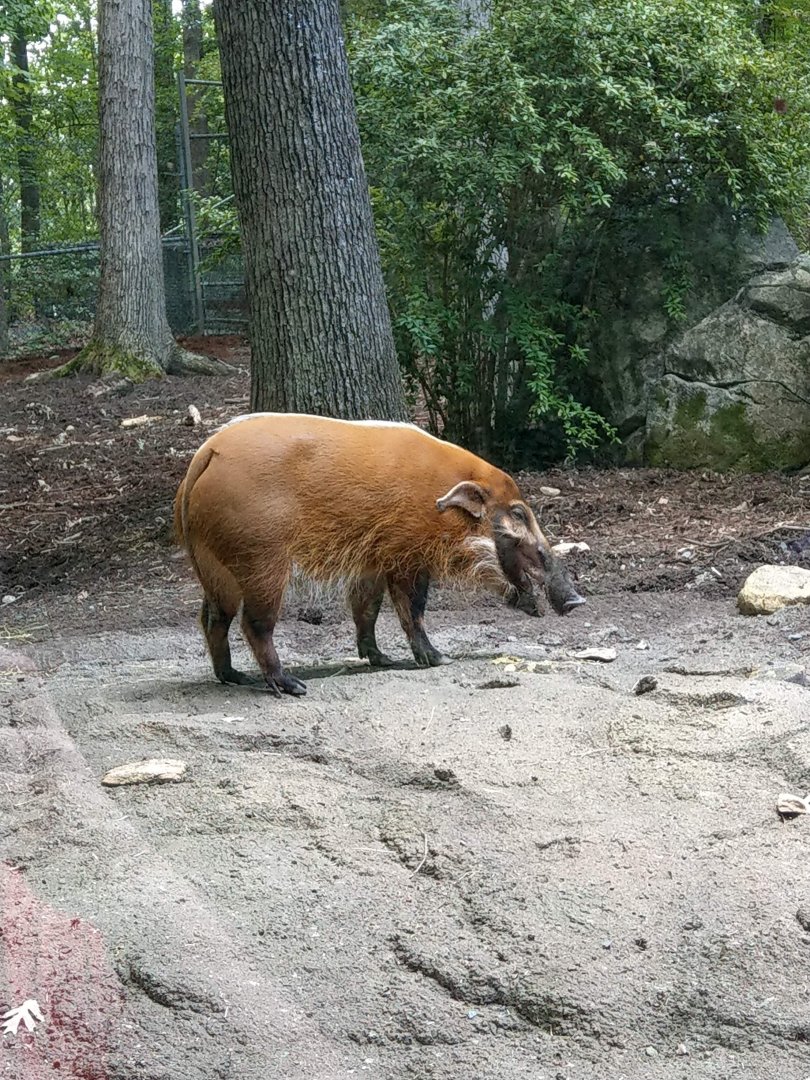 Red River Hog