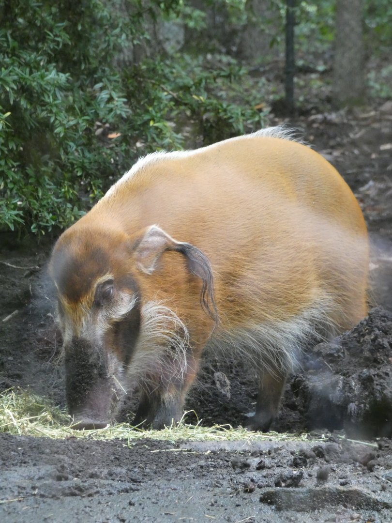 Red River Hog