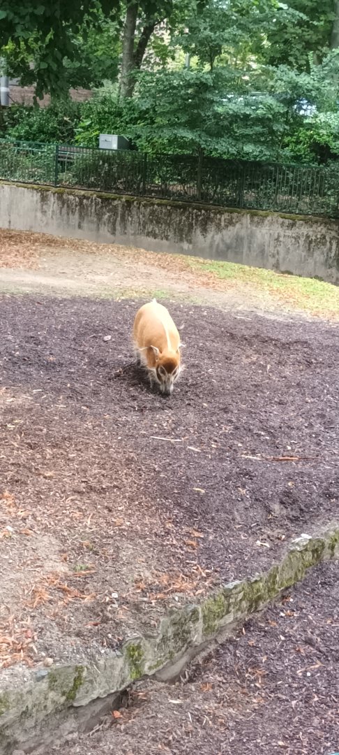 Red river Hog
