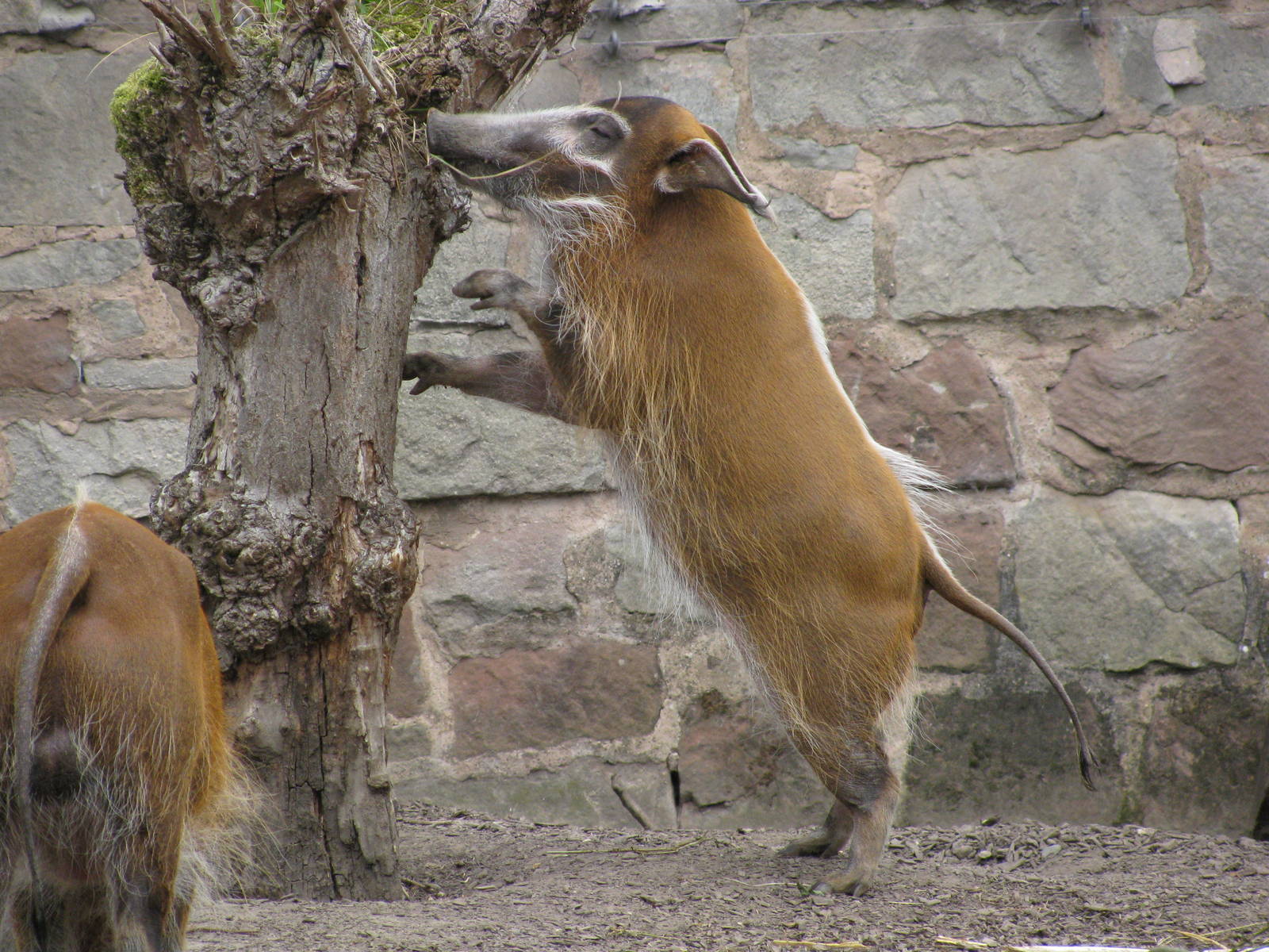 Red River Hog
