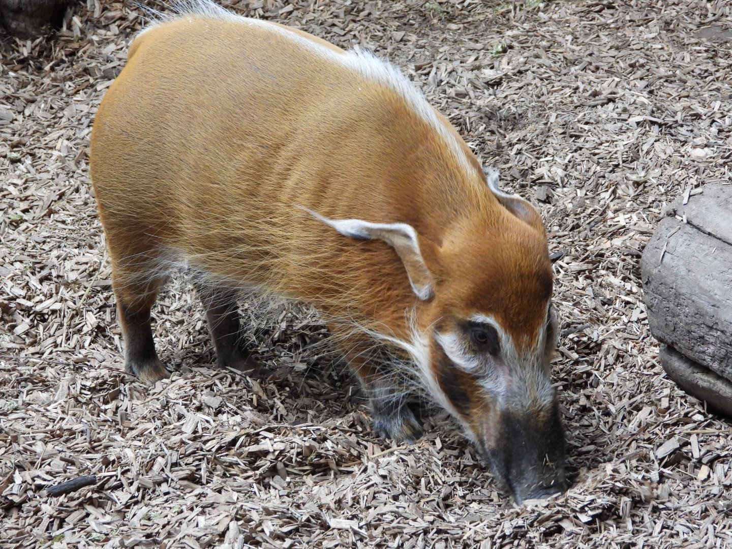 Red river hog