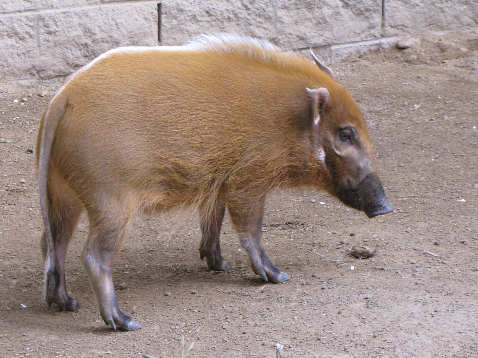 Red River Hog