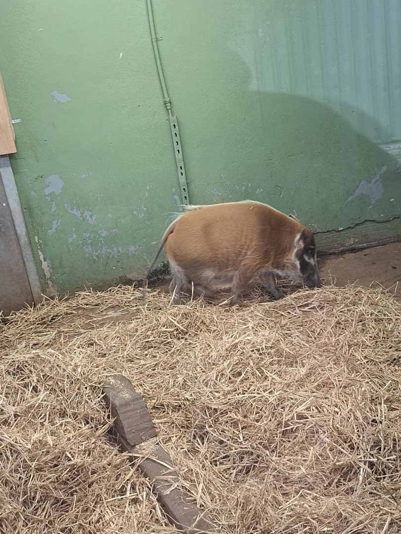 Red River Hog