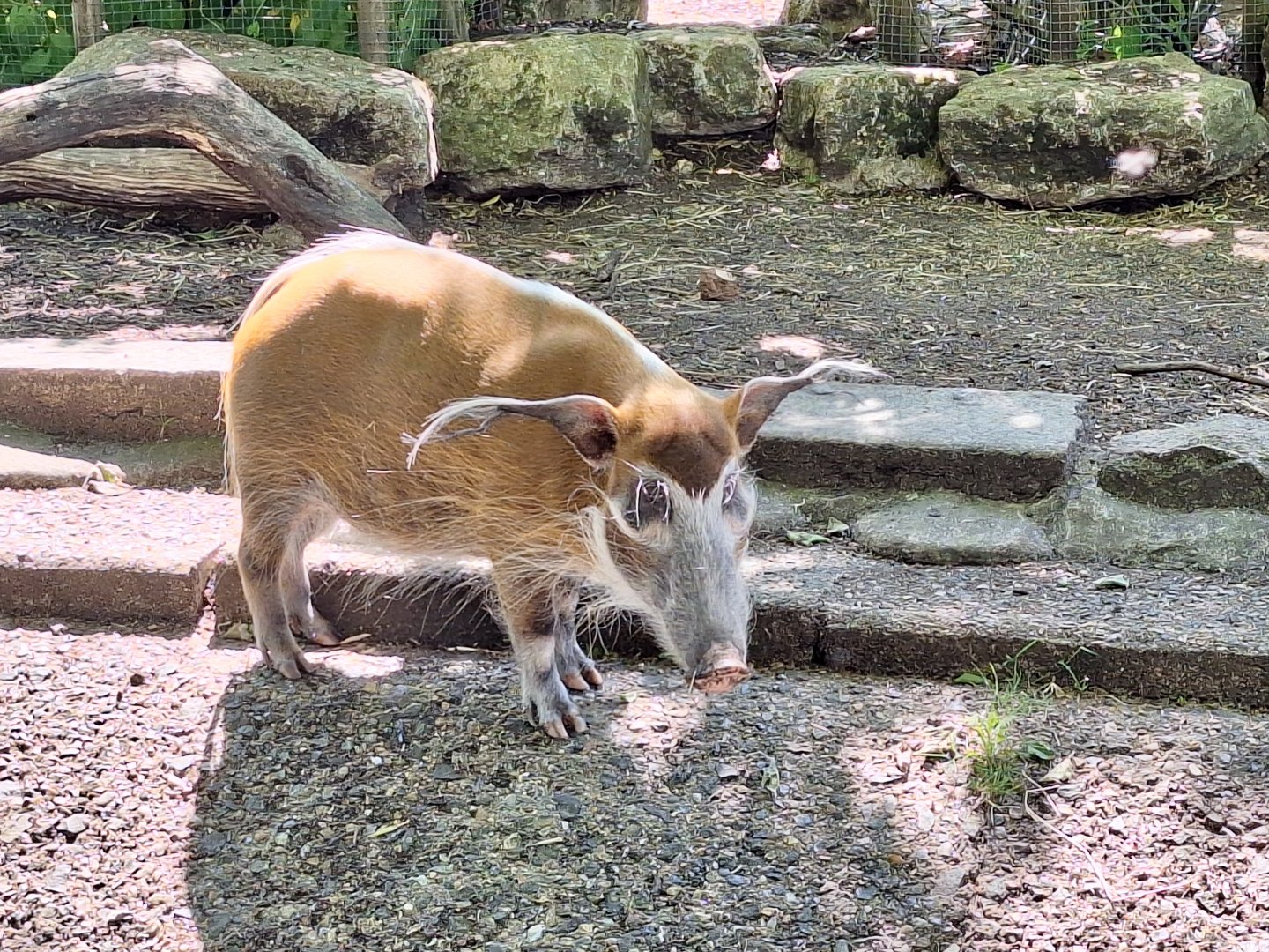 Red River Hog
