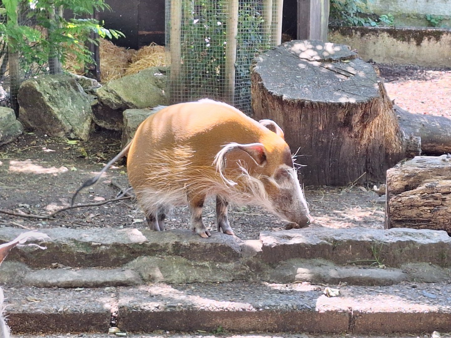 Red River Hog