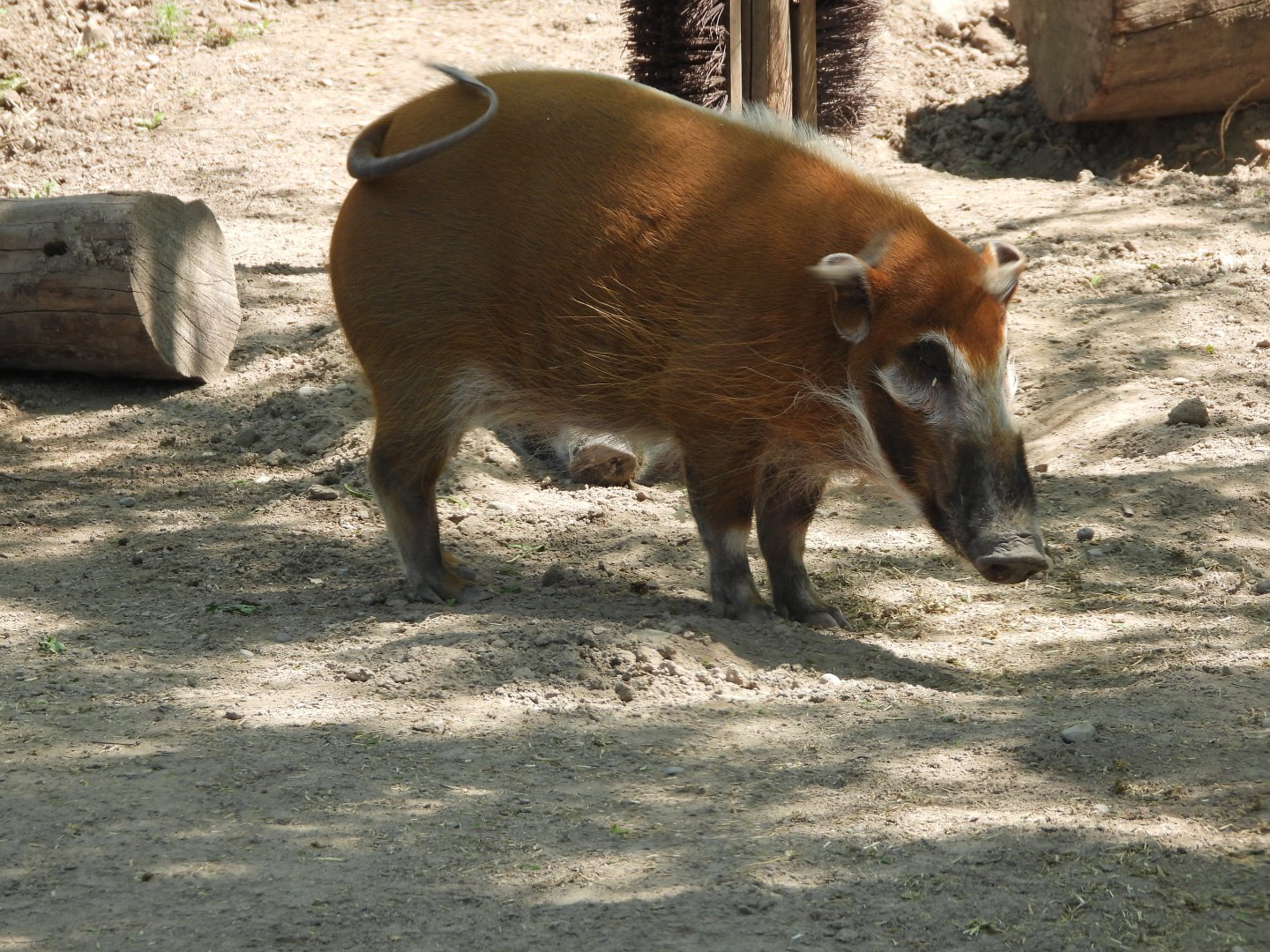 Red river hog