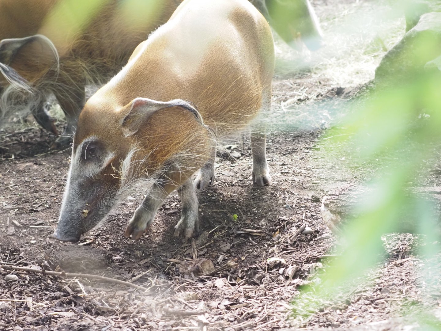 Red River Hog