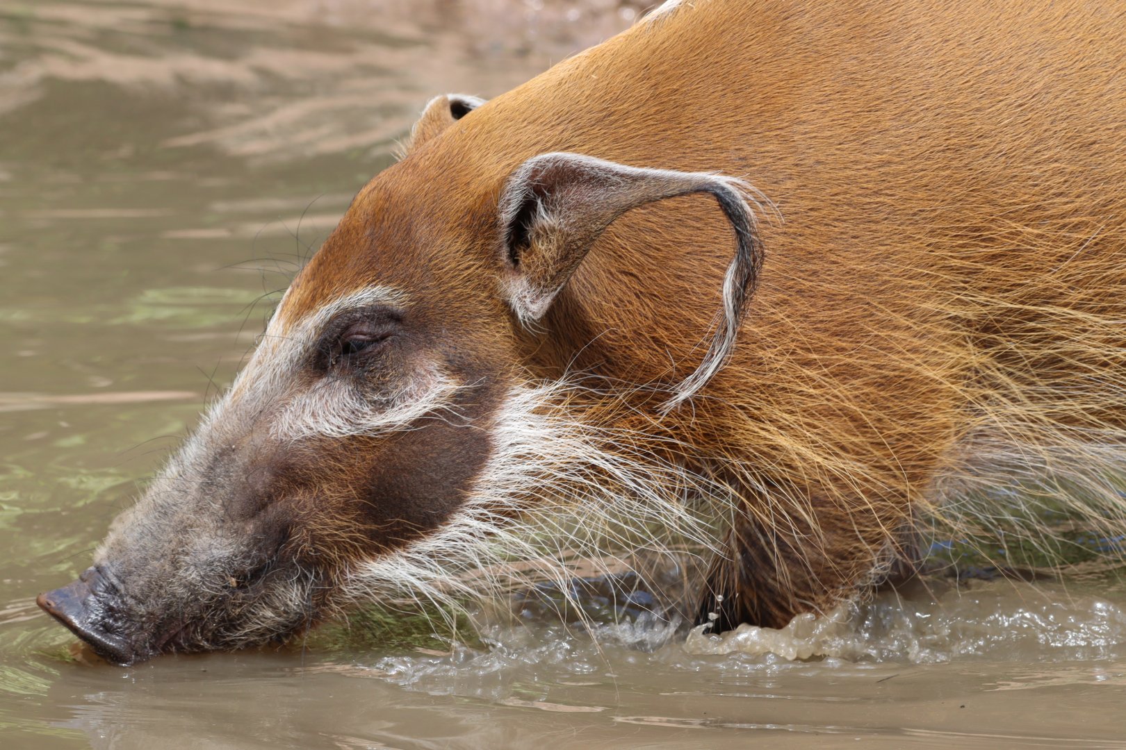 Red River Hog