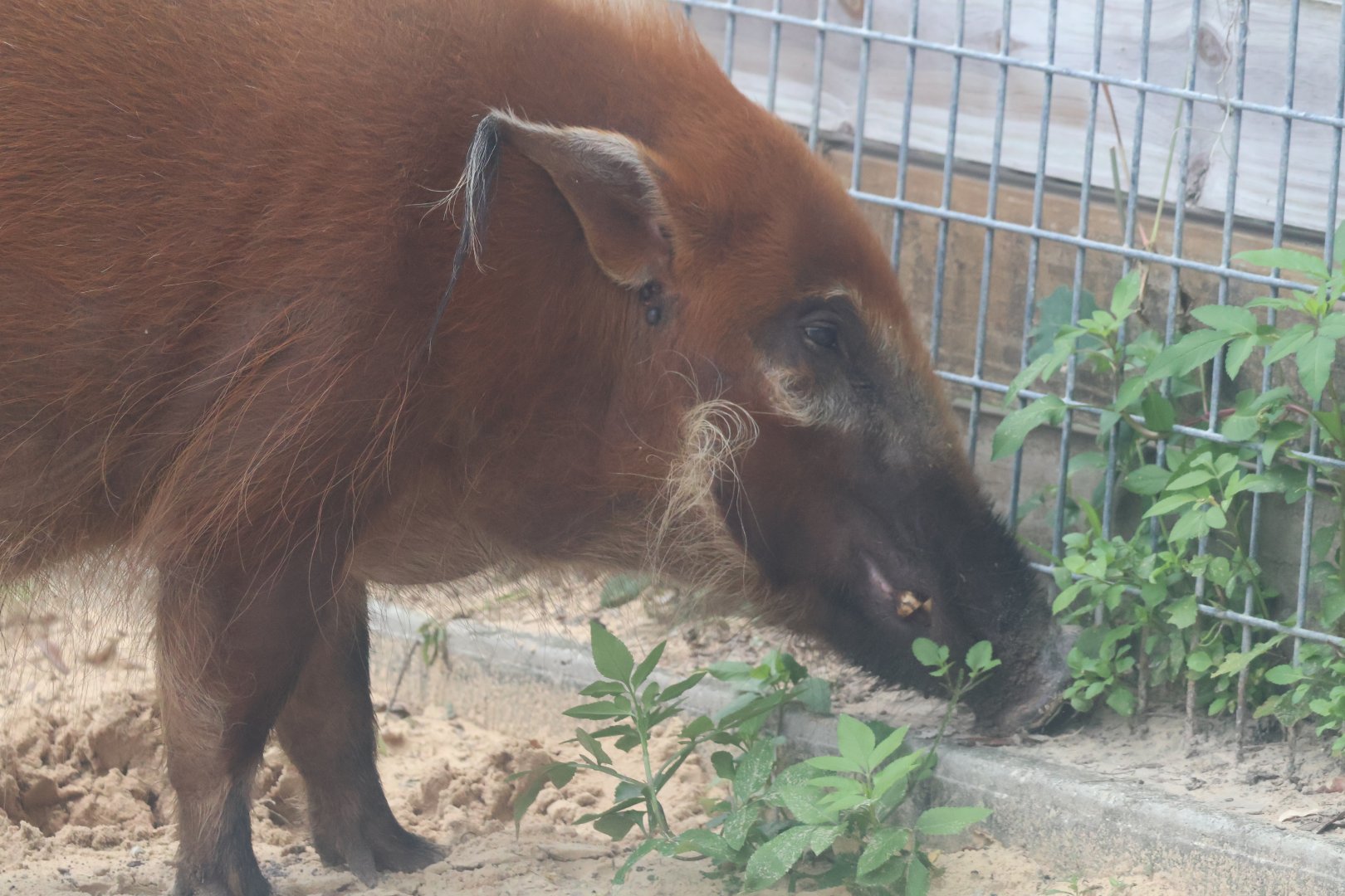 Red river hog