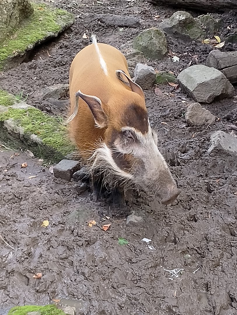 Red river hog