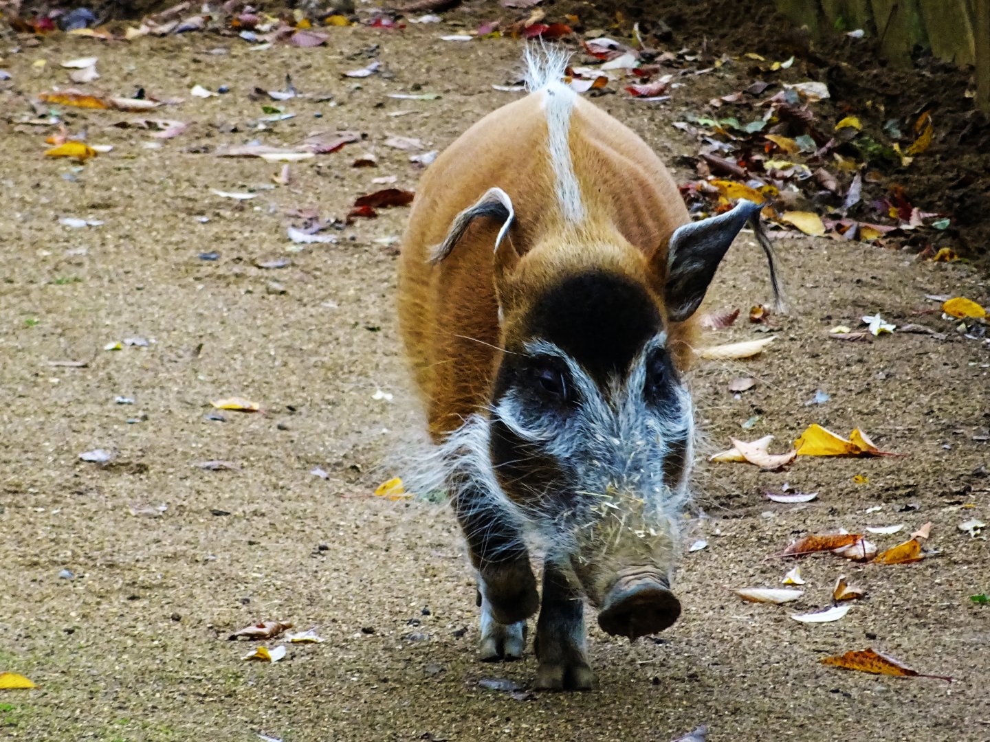 Red river hog