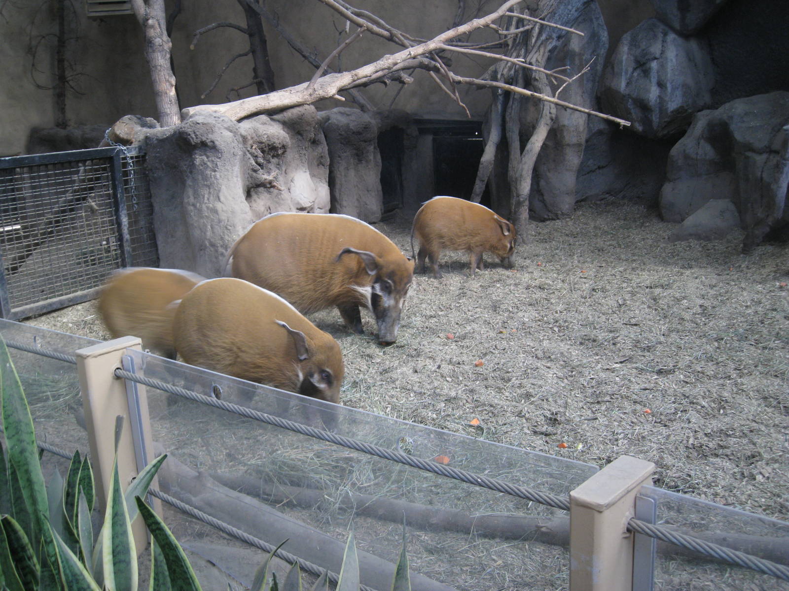 Red River Hog