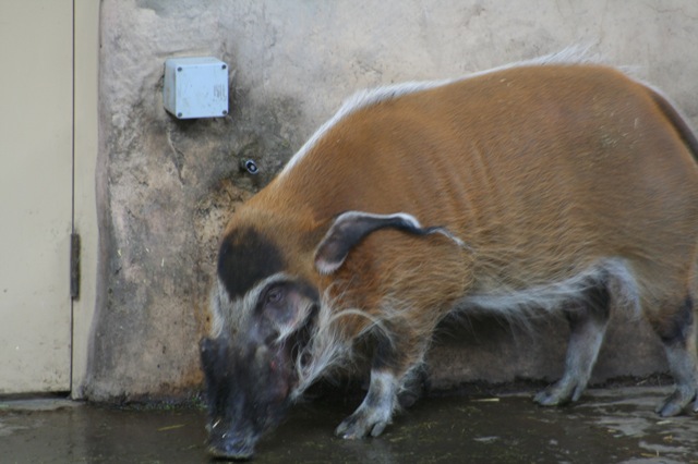 Red-River Hog