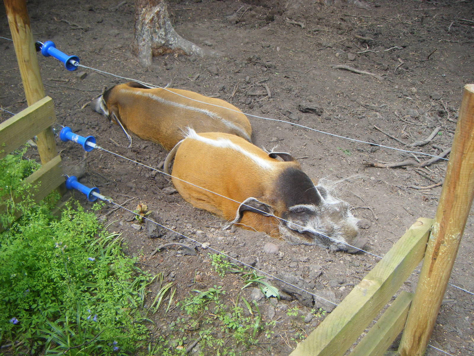 Red River Hog