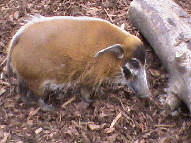 red river hog2 04/10