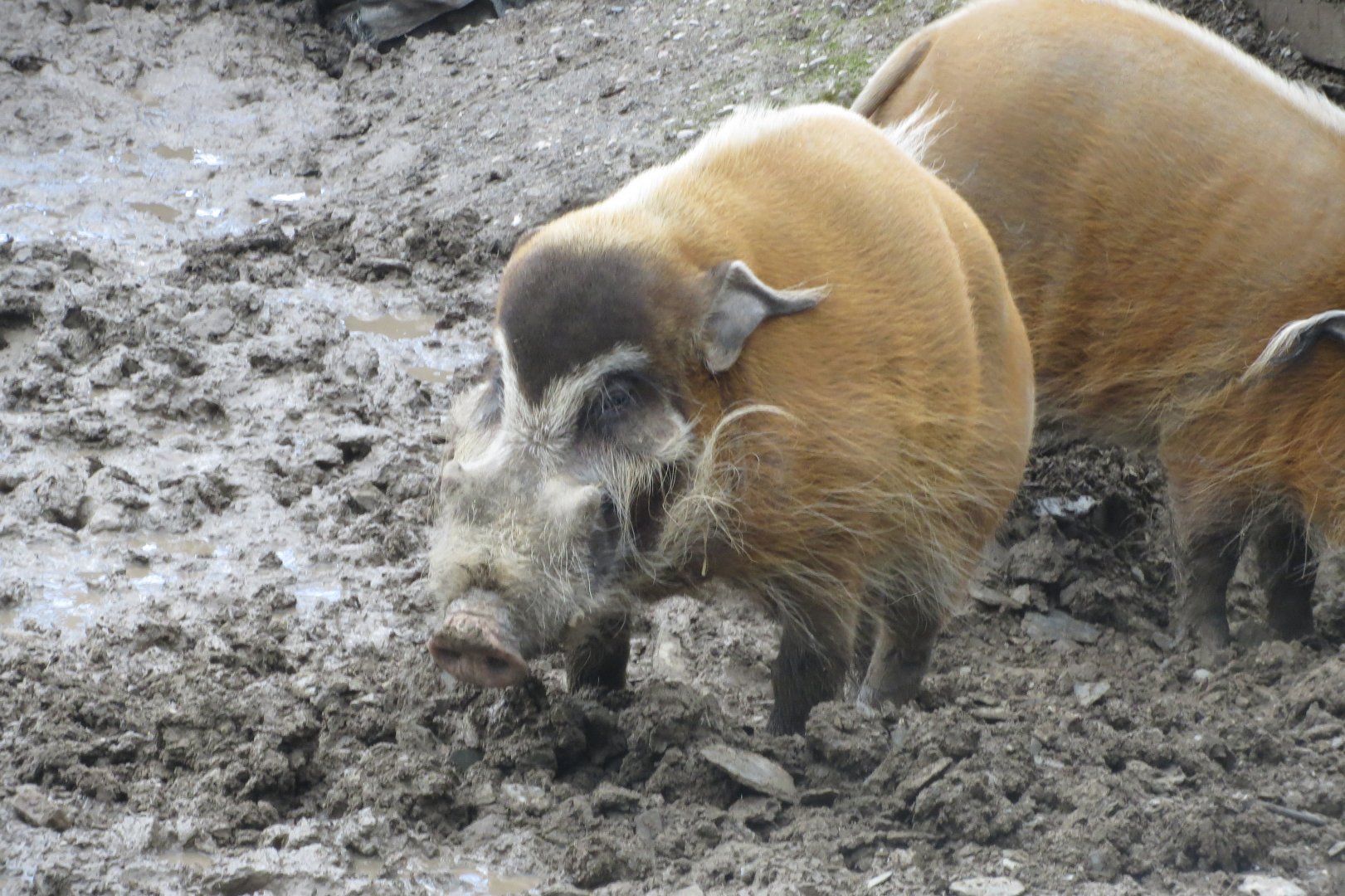 Red river hogs 040319