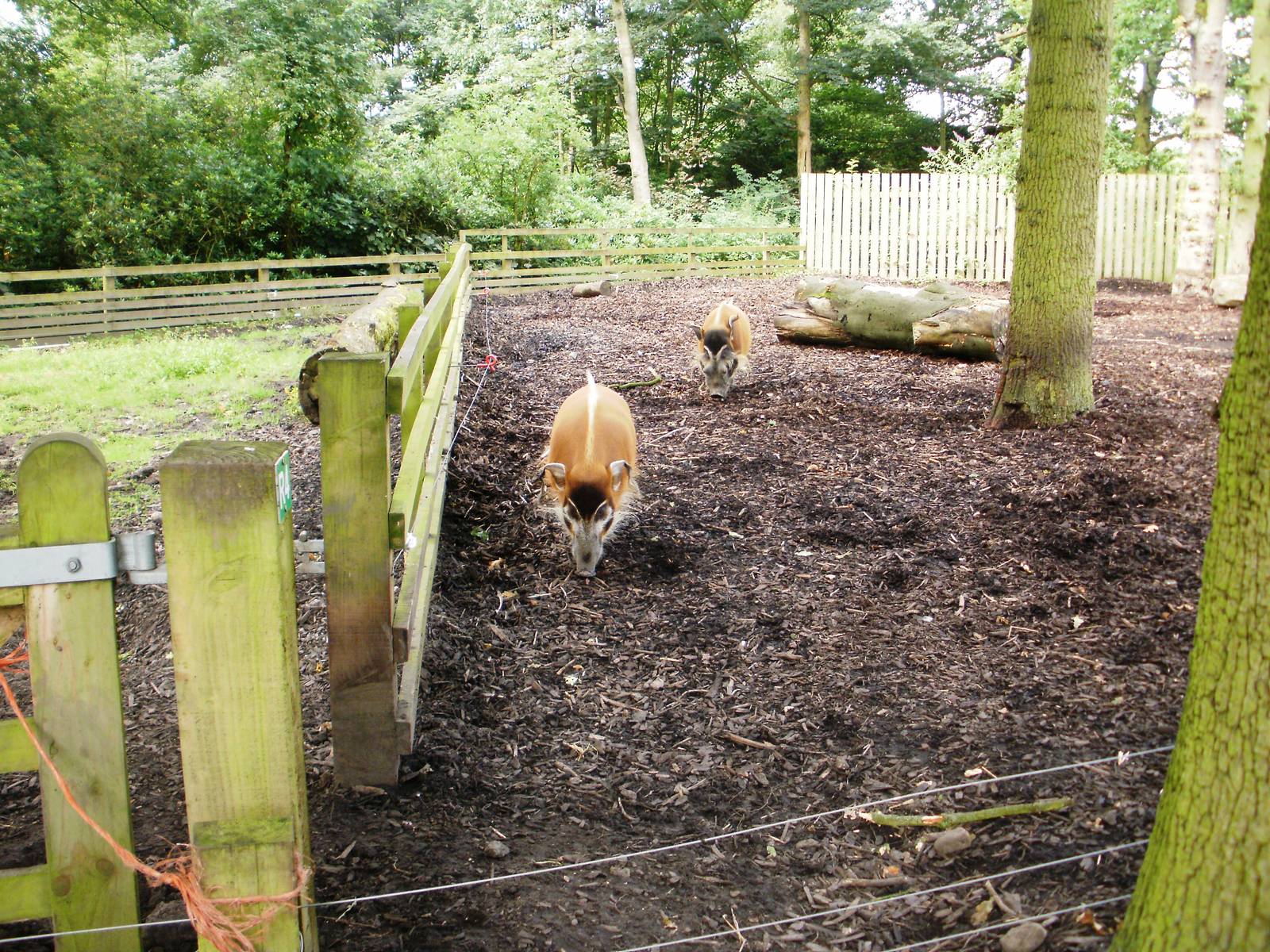 Red River Hogs - 07.08.2010