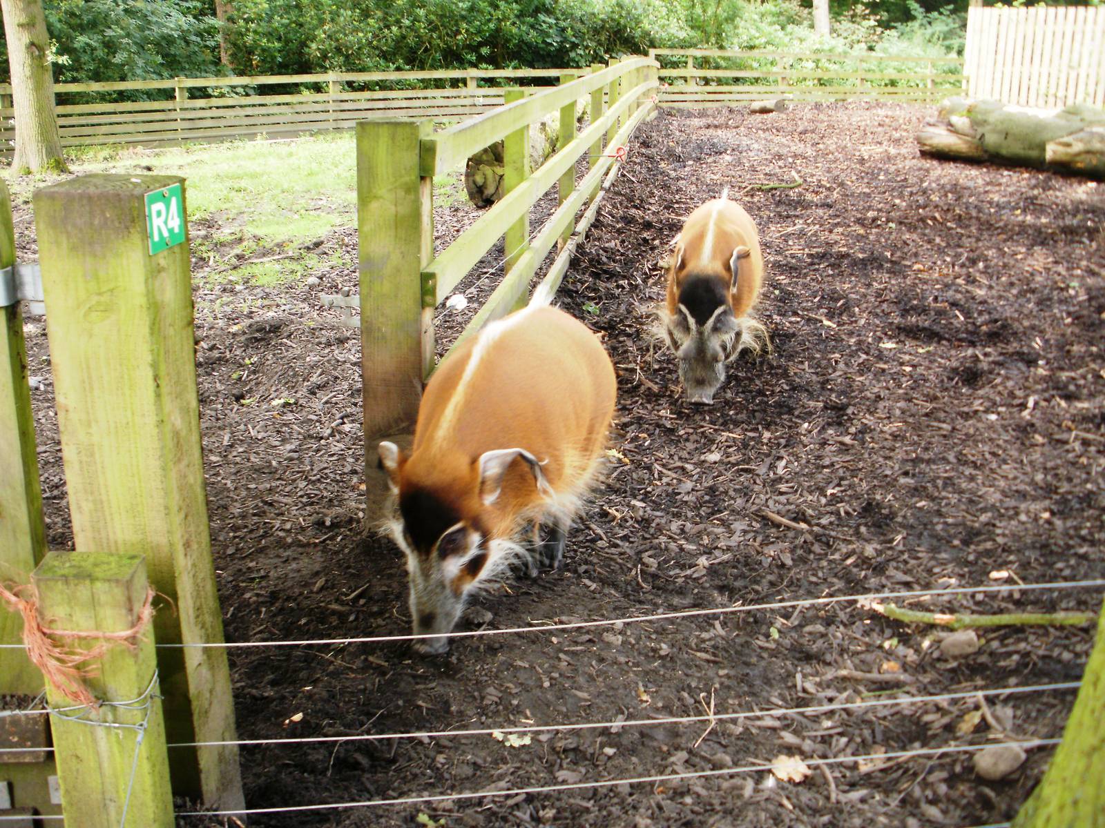 Red River Hogs - 07.08.2010