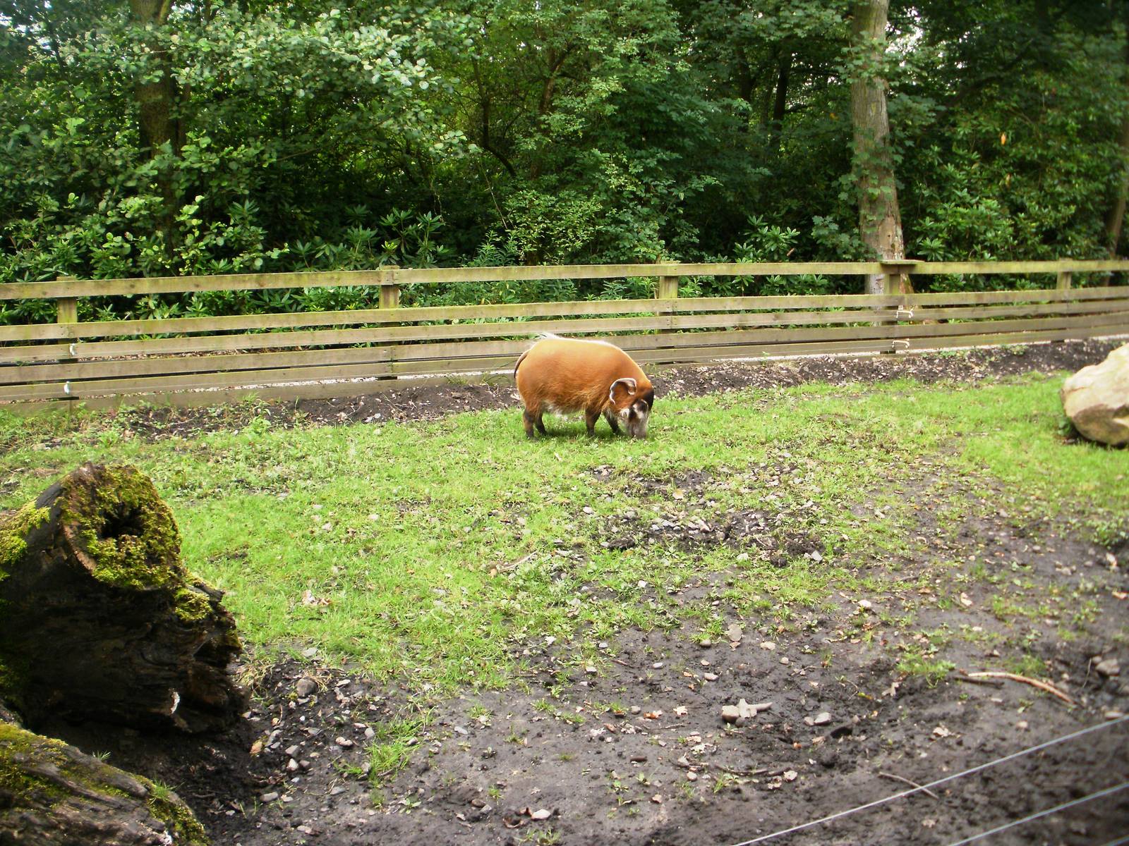 Red River Hogs - 07.08.2010