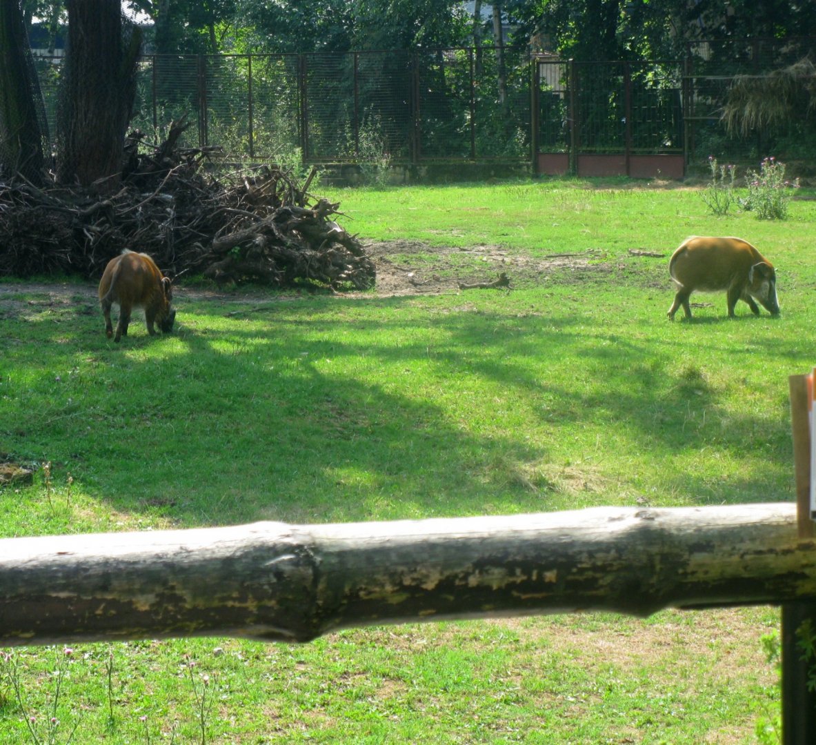 Red River Hogs - 08.2013