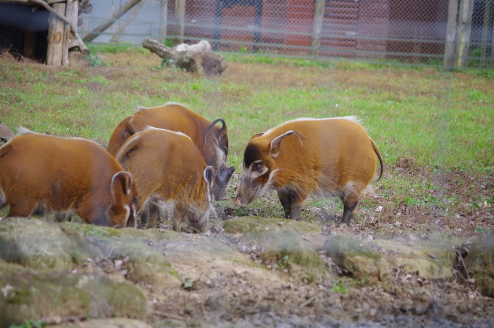 Red River Hogs- 1/10/2023