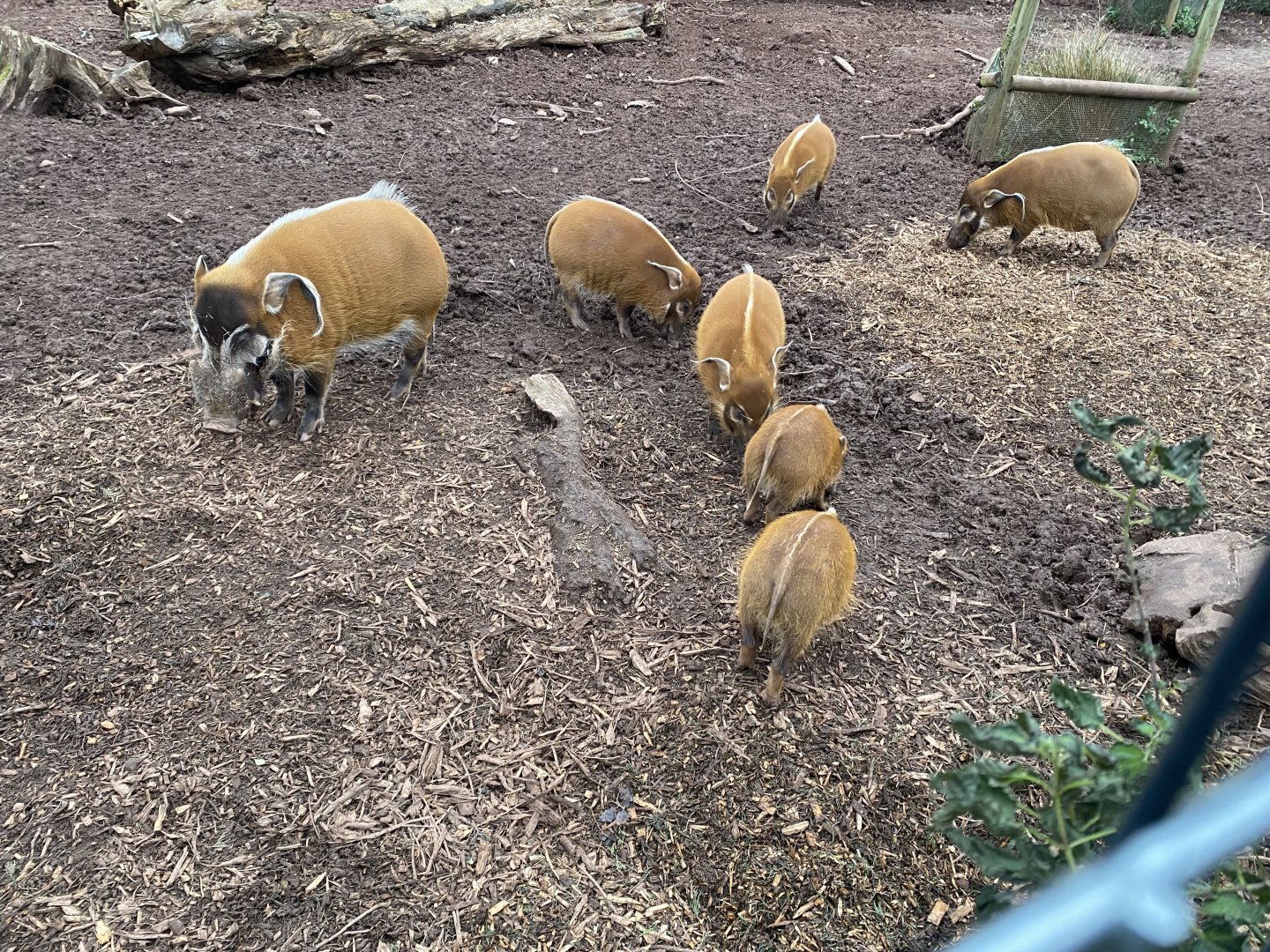 Red river hogs 111224