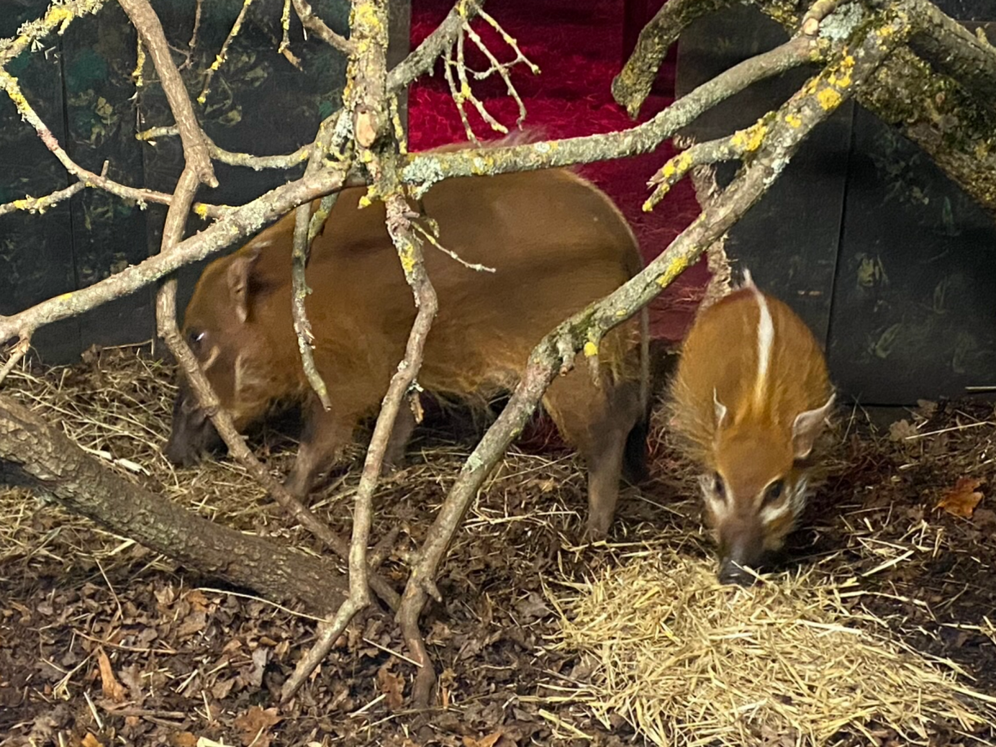 Red river hogs 121223