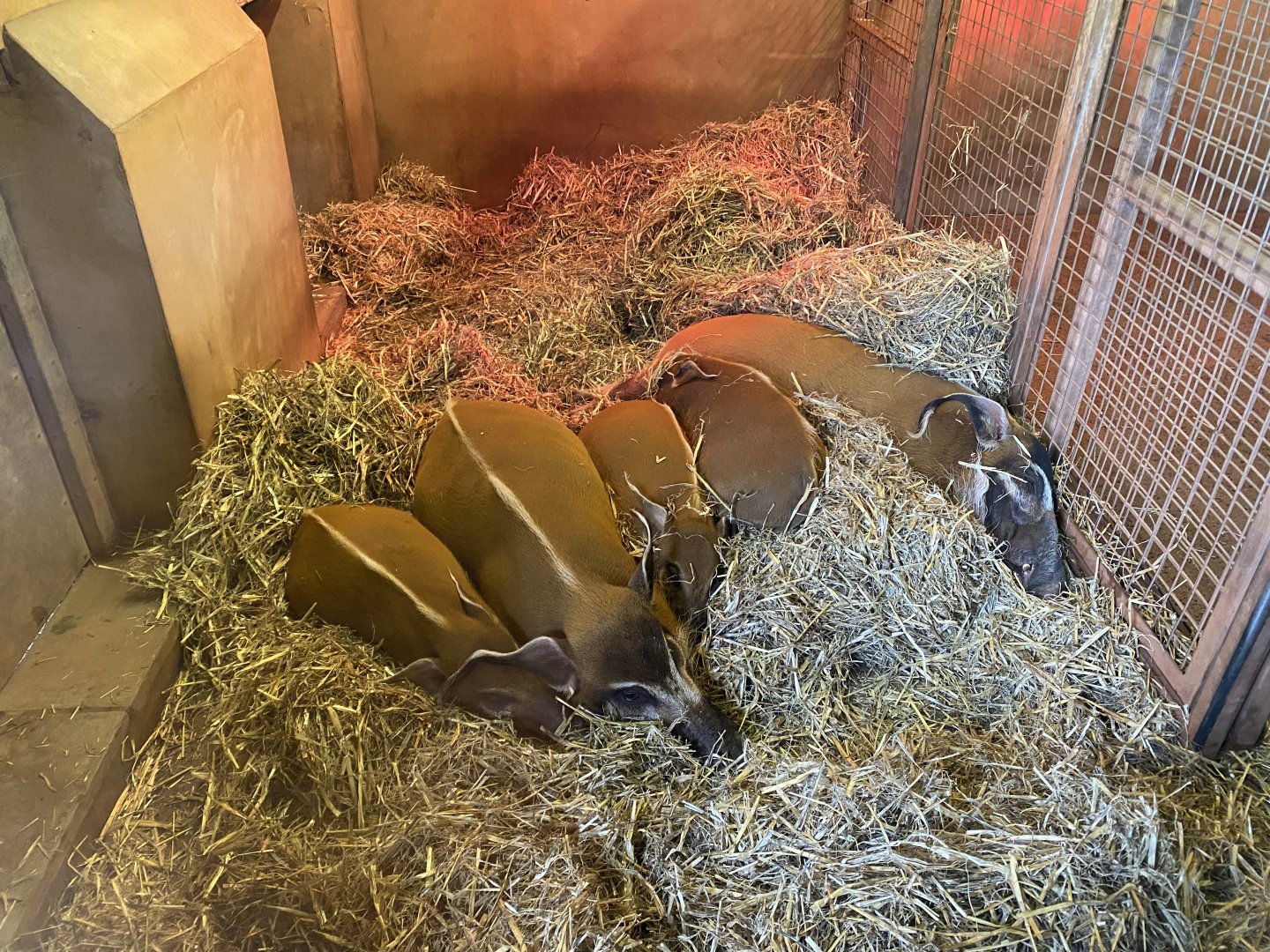 Red river hogs 130624