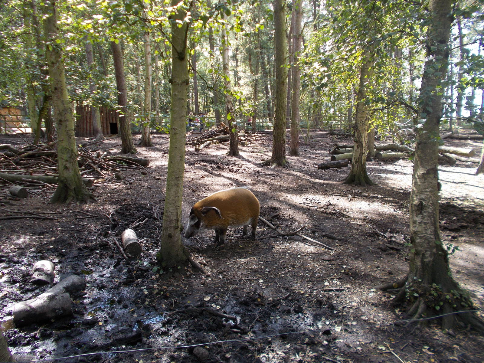 Red River Hogs - 15.08.2014