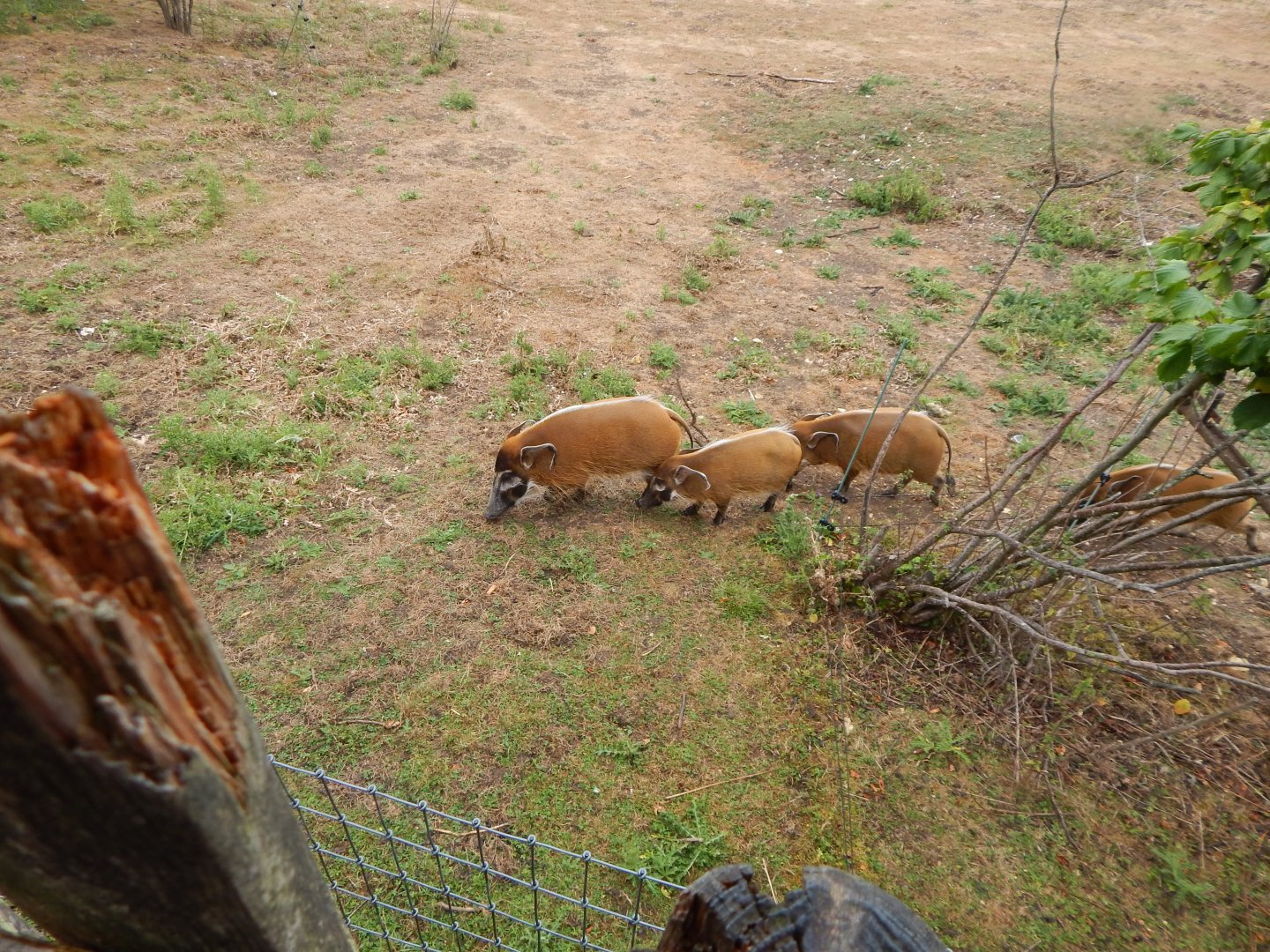 Red river hogs 150725