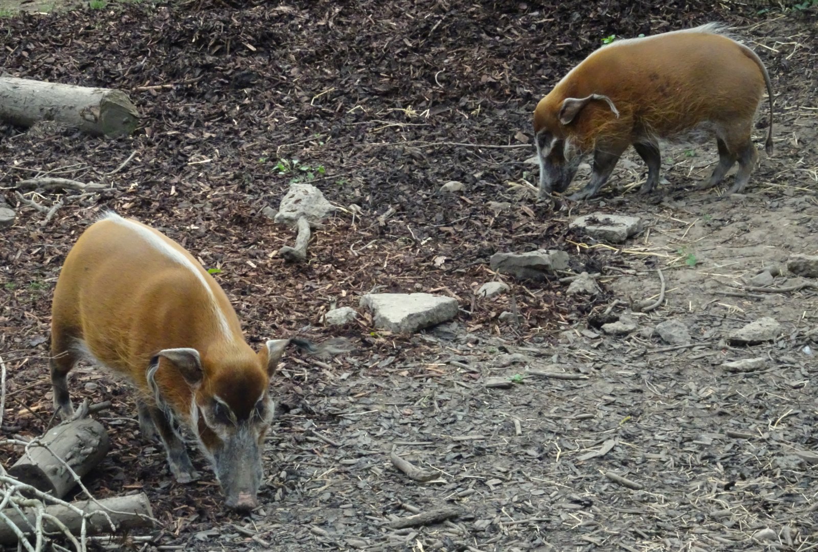 Red River Hogs 19 May 2025