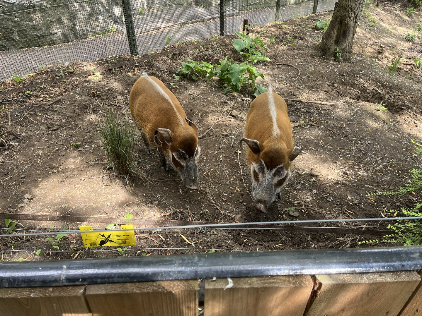 Red river hogs 22.6.25