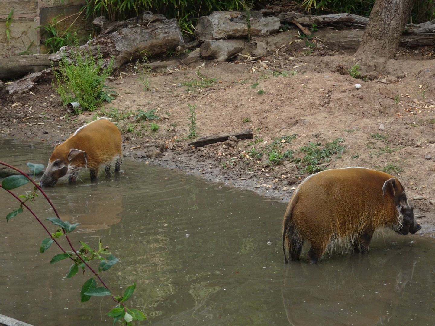 Red River Hogs 23 August 2025
