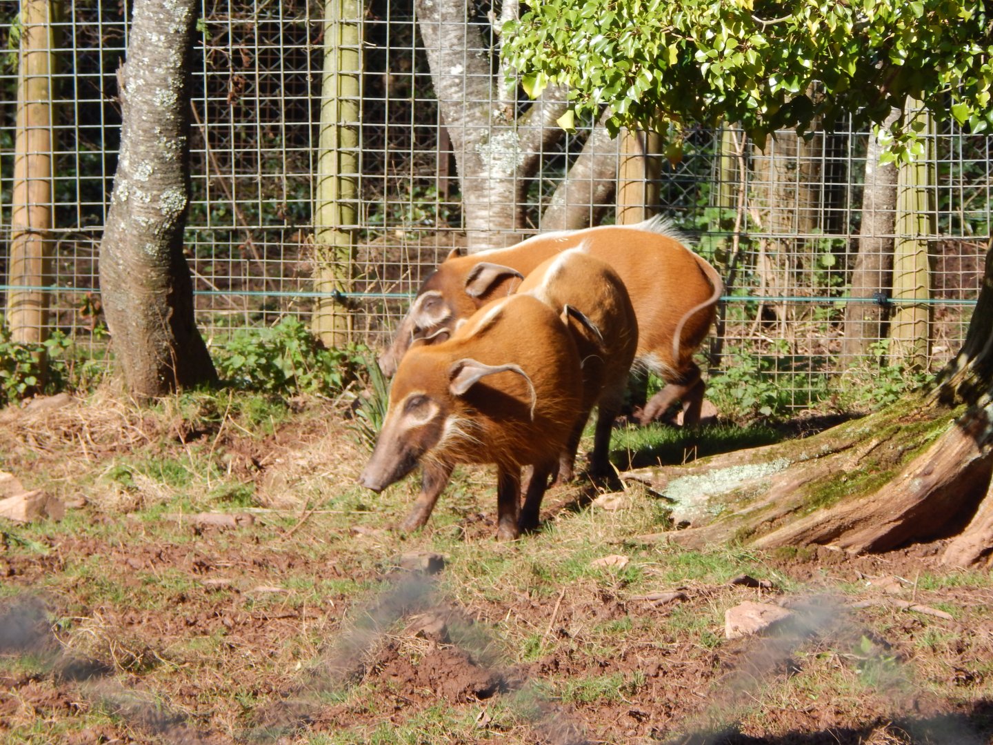 Red river hogs 240222