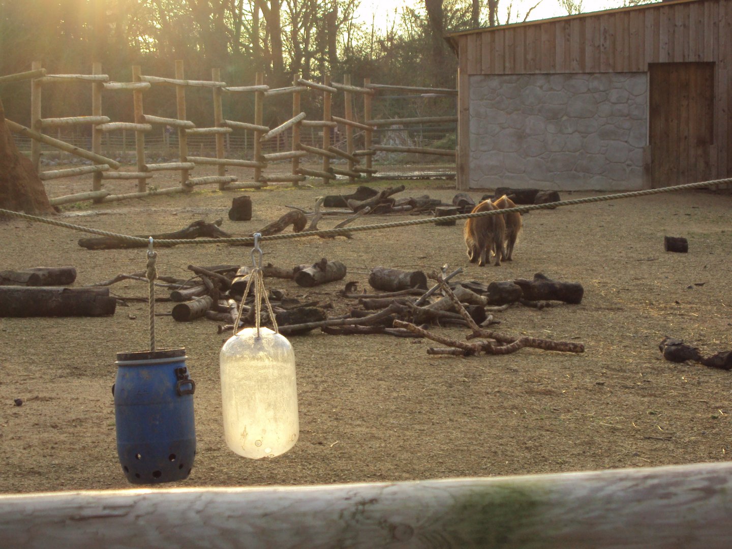 Red River Hogs 27/12/2018