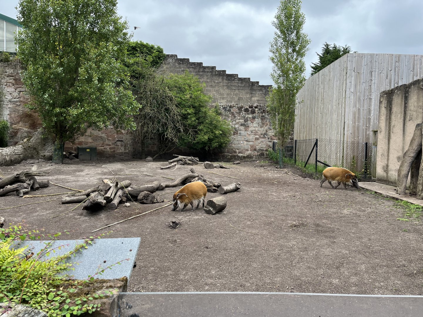 Red river hogs 29.6.24