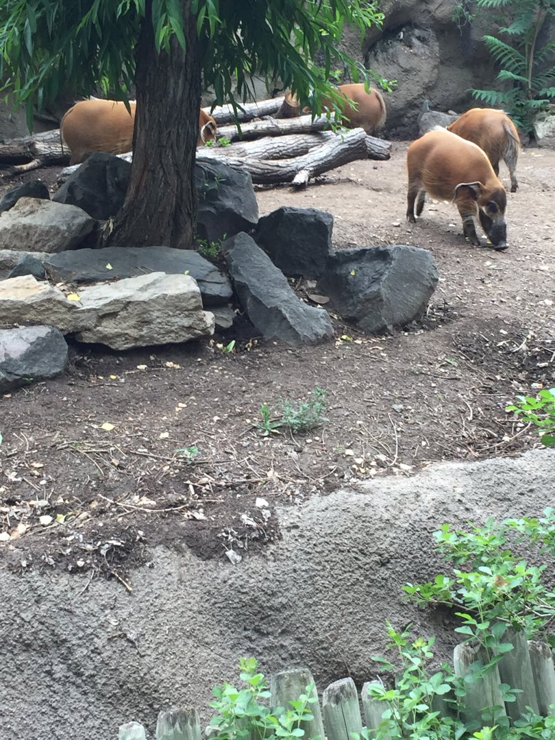 Red river hogs 6-23-2017