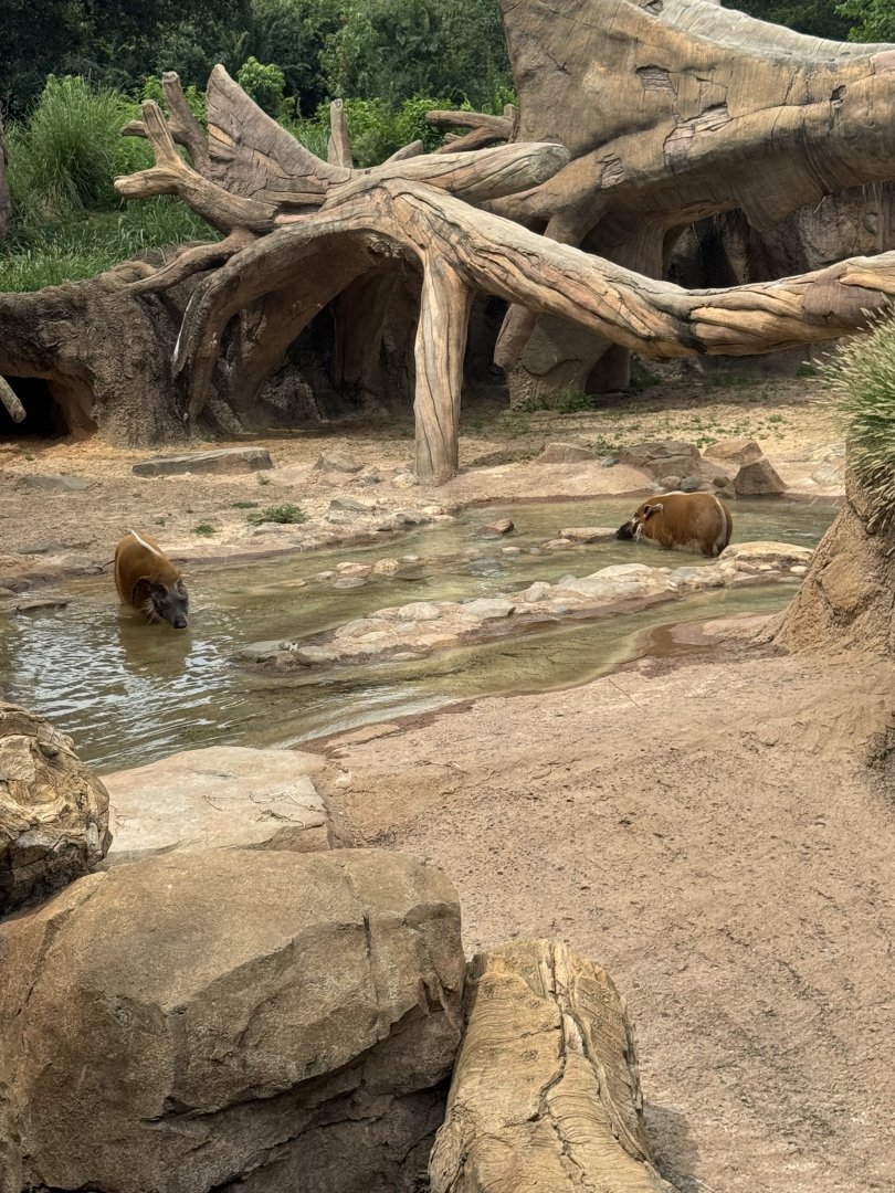 Red River Hogs (7/3/24)