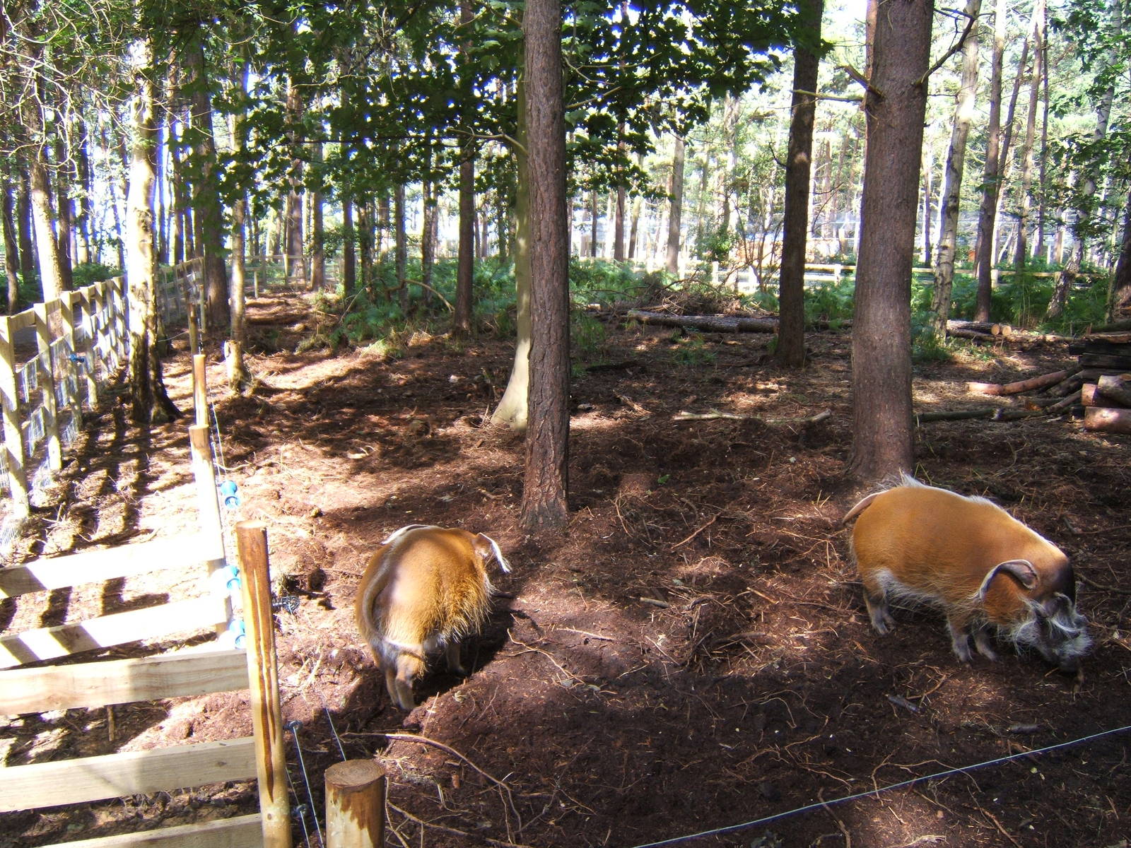 Red River Hogs and enclosure