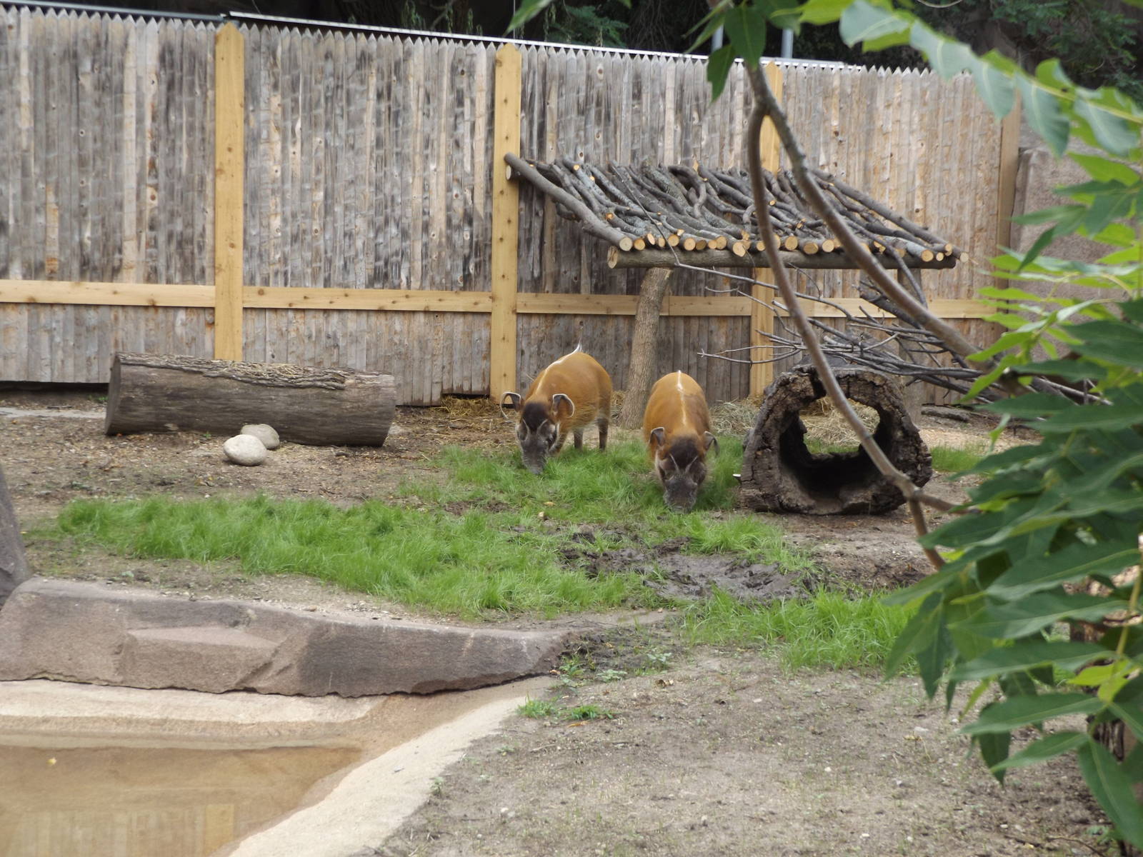 Red River Hogs and Exhibit