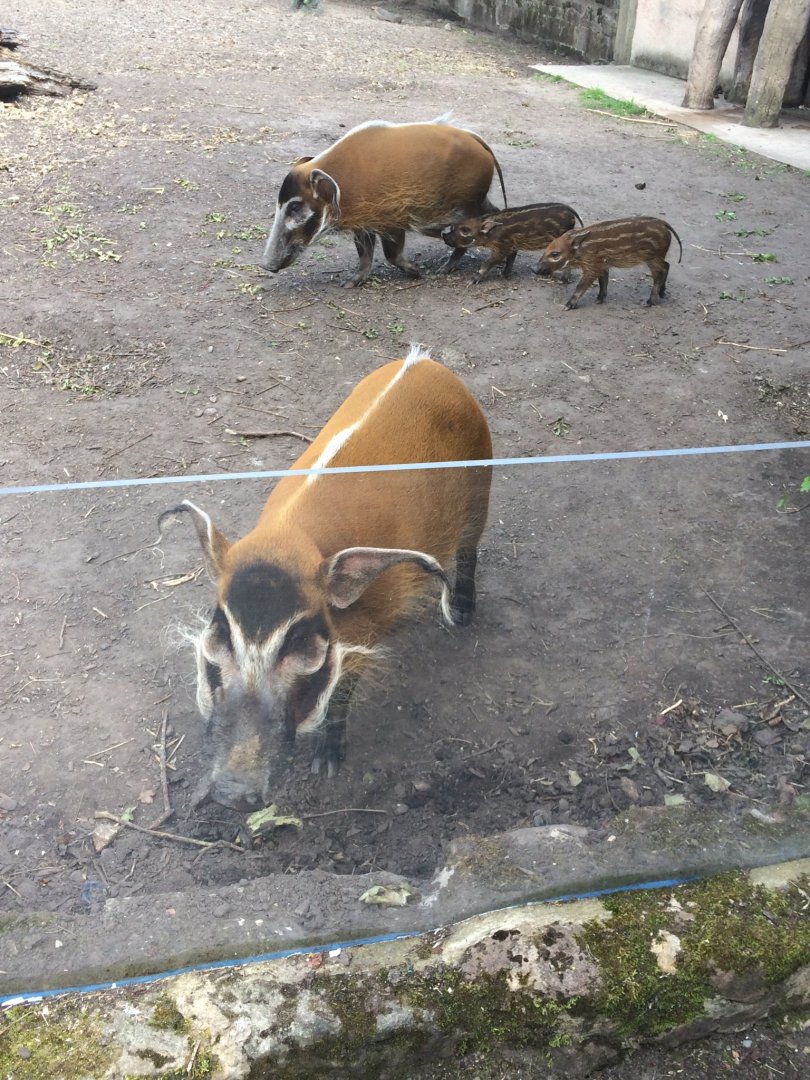 Red river hogs and piglets