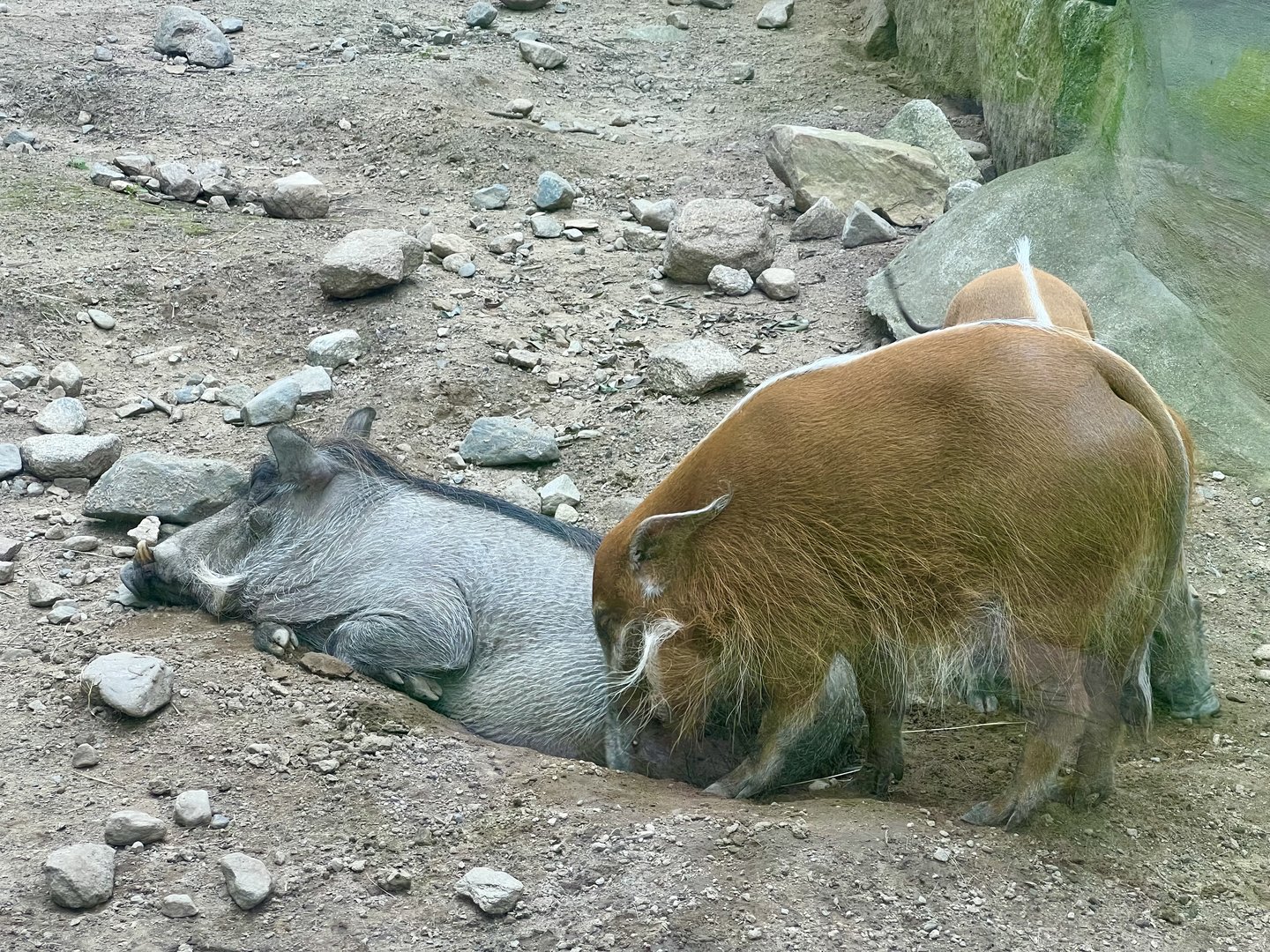 Red River Hogs and Warthog