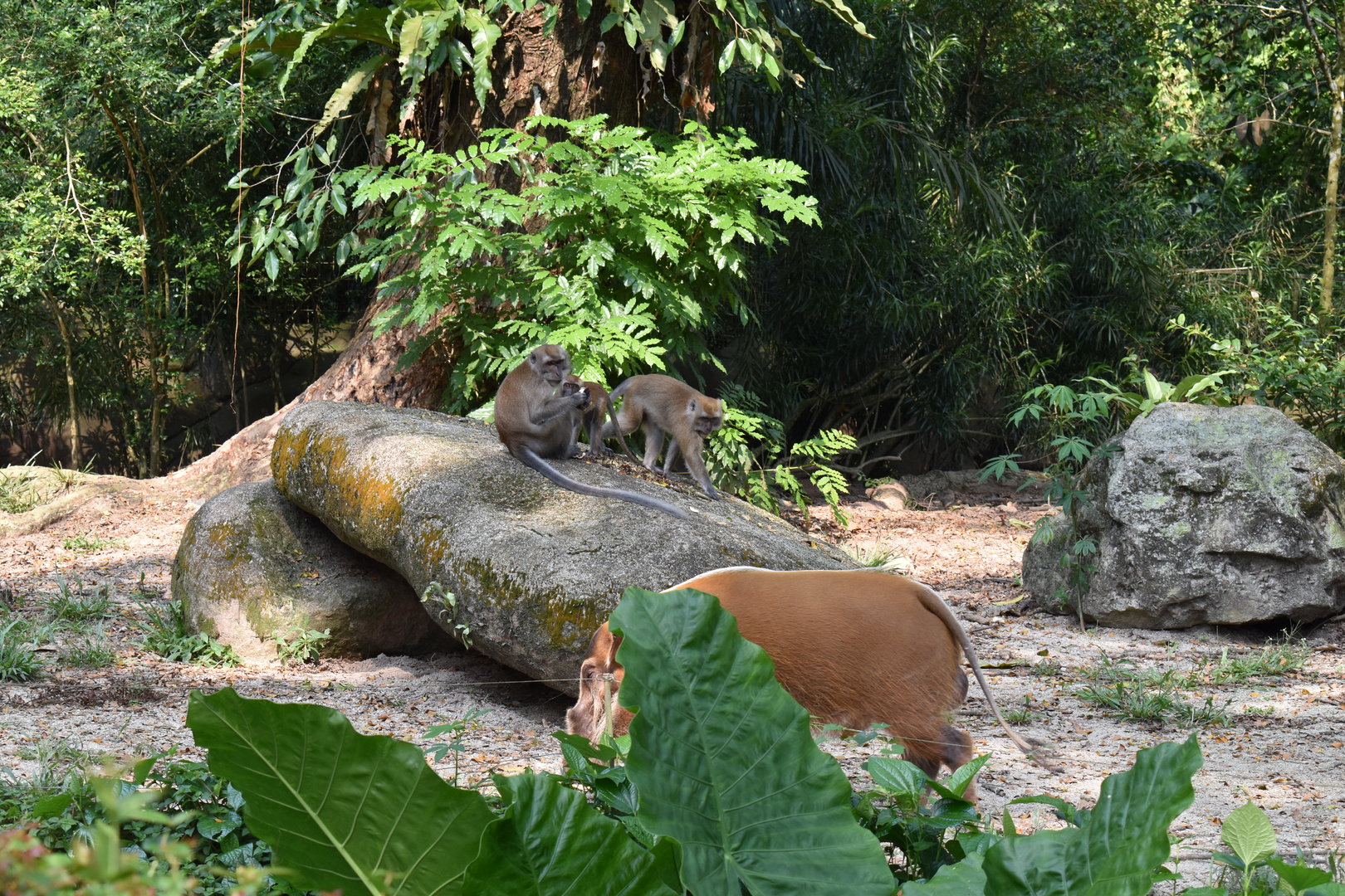 Red River Hogs and Wild Crab Eating Macaques