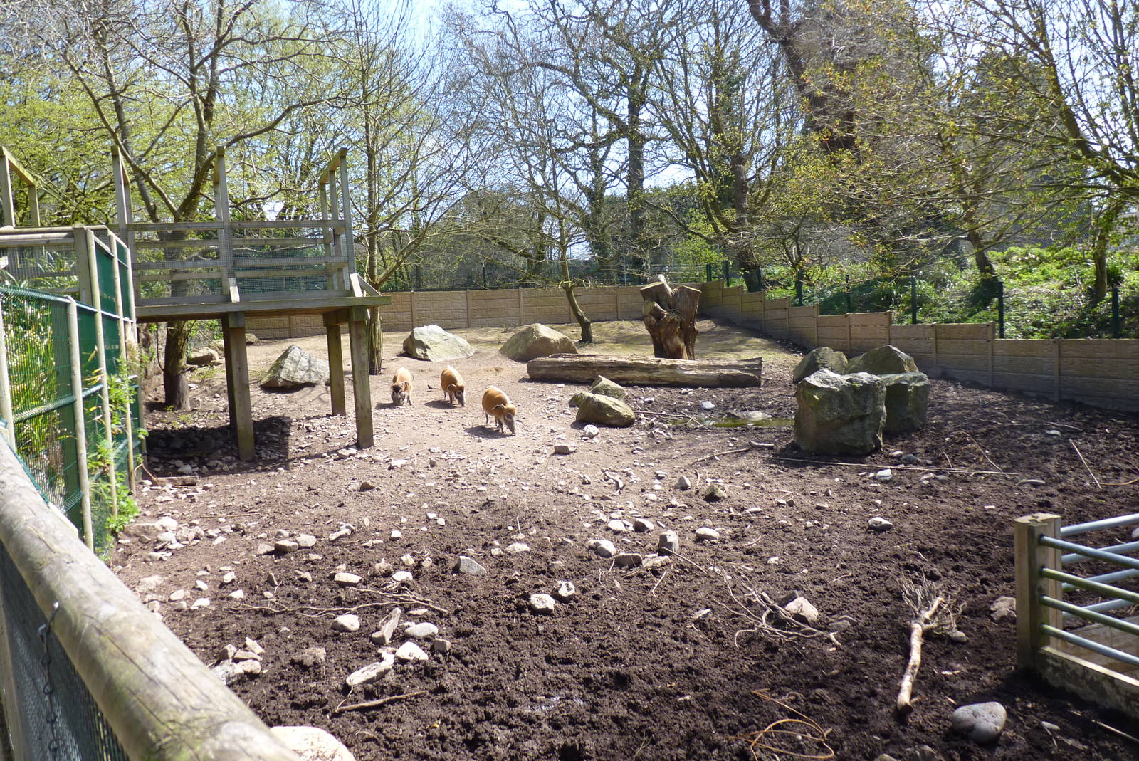 Red River Hogs, April 2013