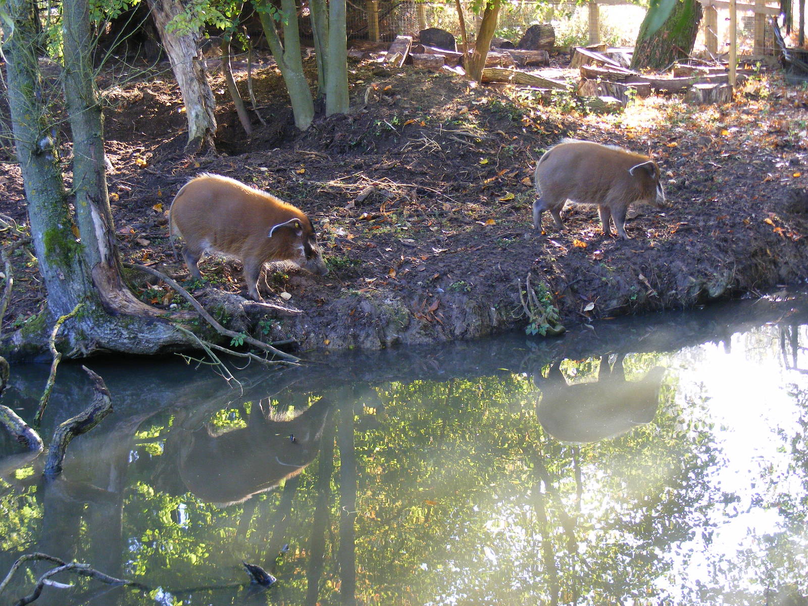 Red river hogs at Beale Park, 24 October 2010