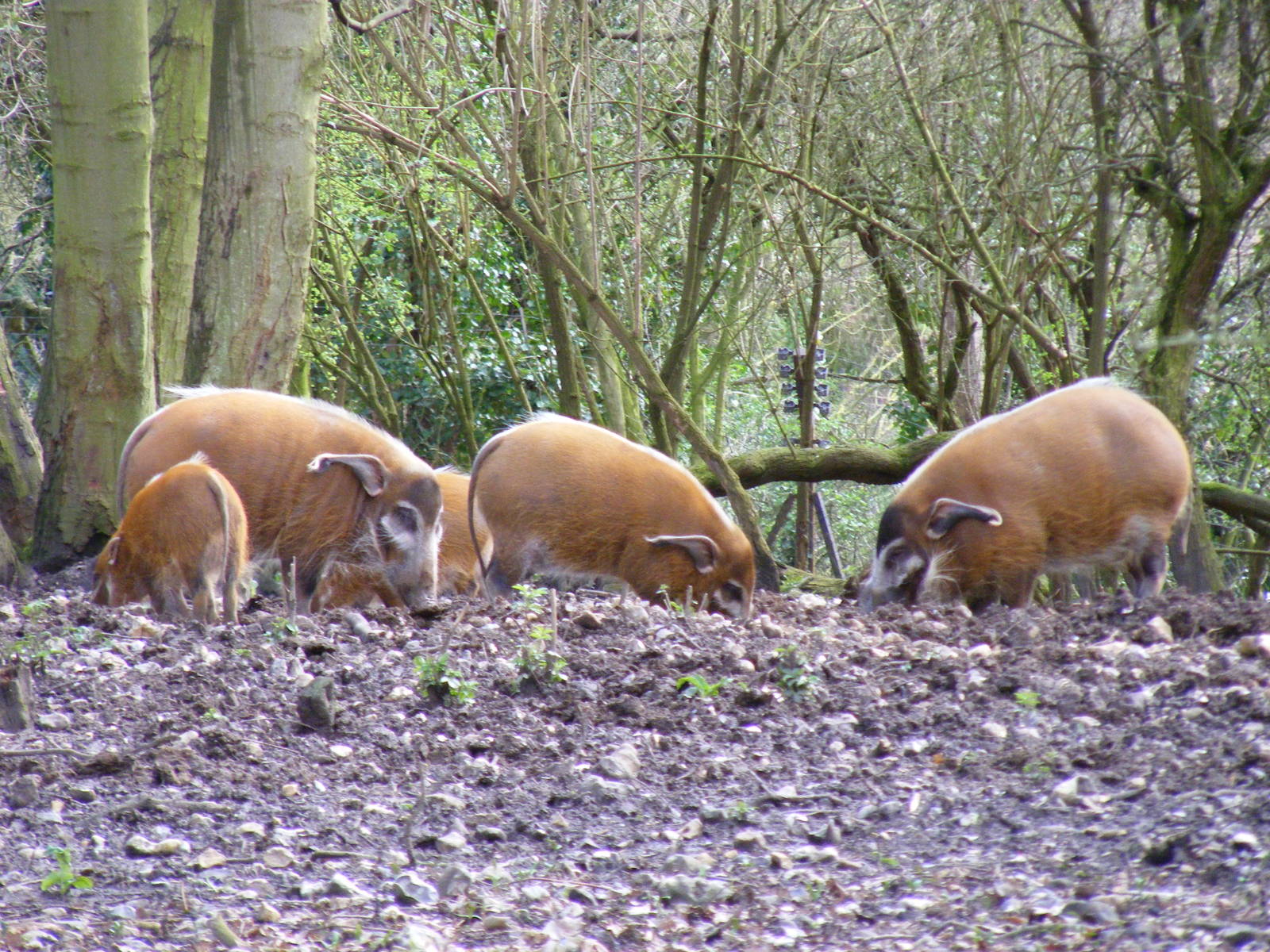 Red river hogs at Howletts Wild Animal Park, 3 April 2010