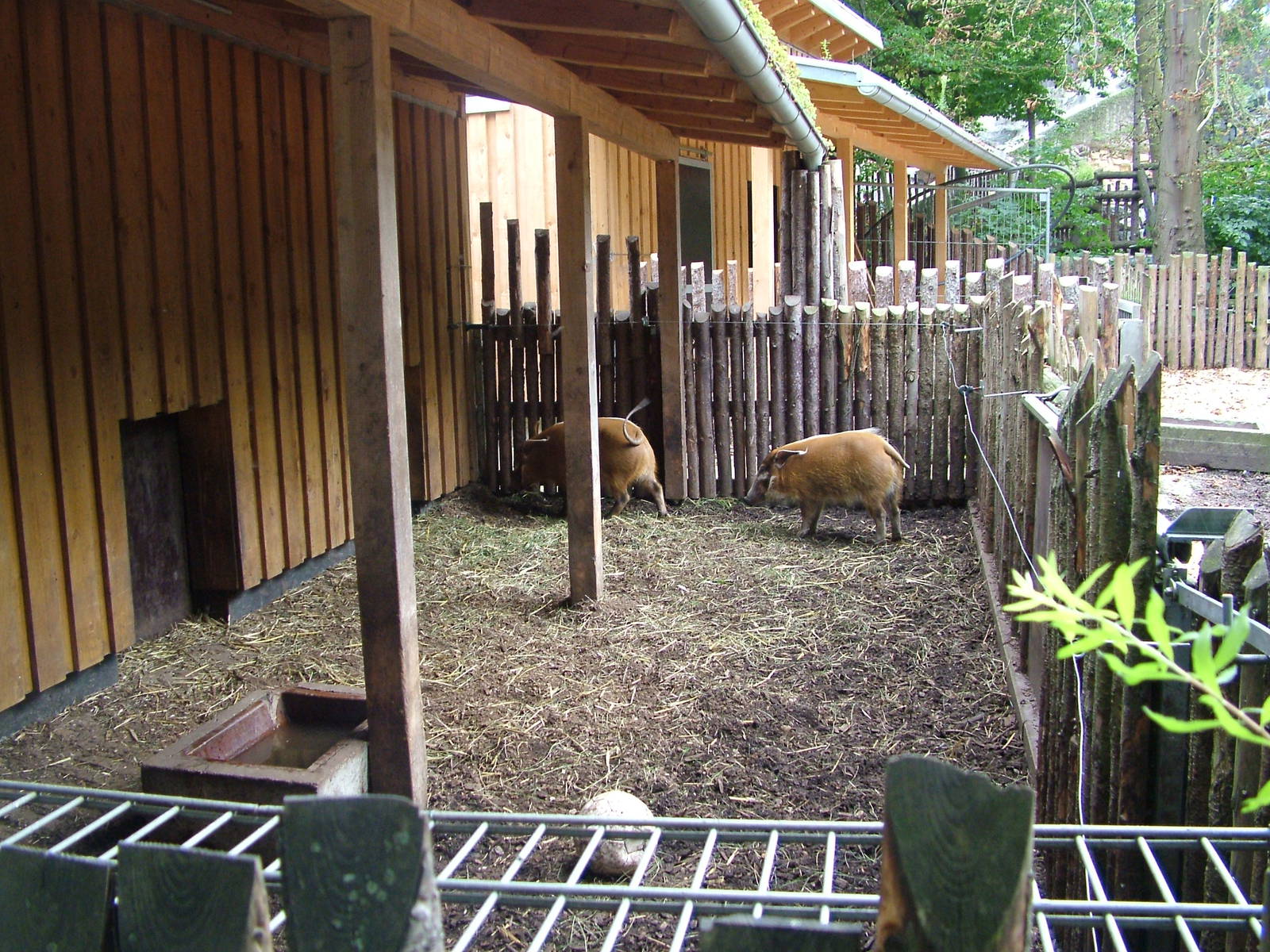 Red River Hogs at Landau Zoo, 04/09/10