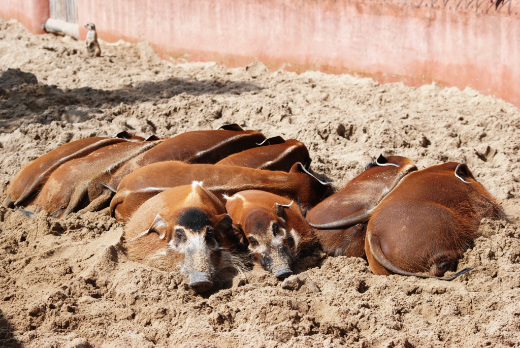 Red River Hogs at Pairi Daiza, 31/08/14