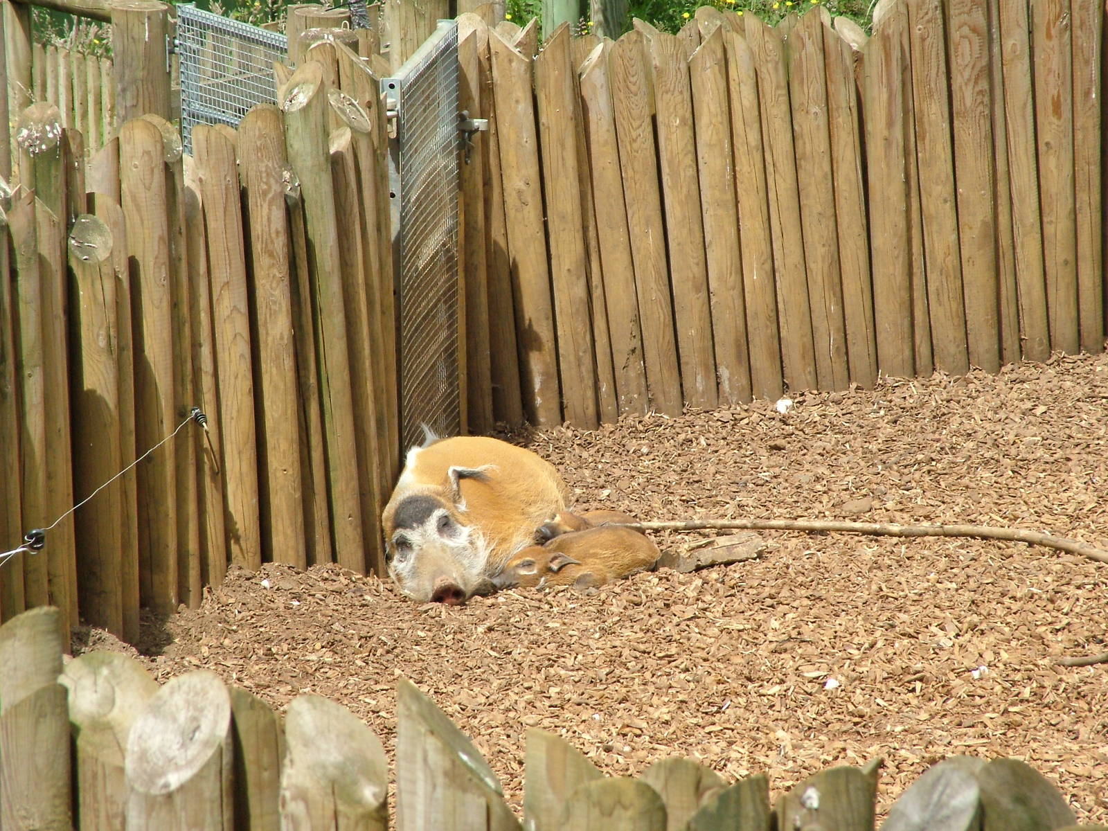 Red River Hogs at Woburn, 20/06/10